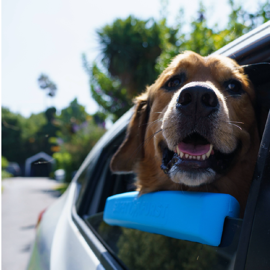 The Whiffie Cushion™ — Patent-Pending Car Window Chin Rest For Dogs